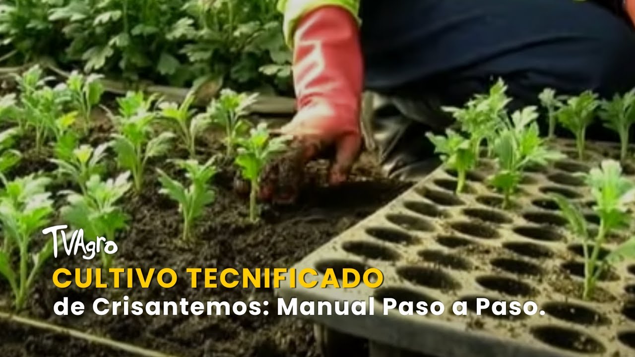 Cultivo Tecnificado de Crisantemos: Manual Paso a Paso - TvAgro por Juan Gonzalo Angel