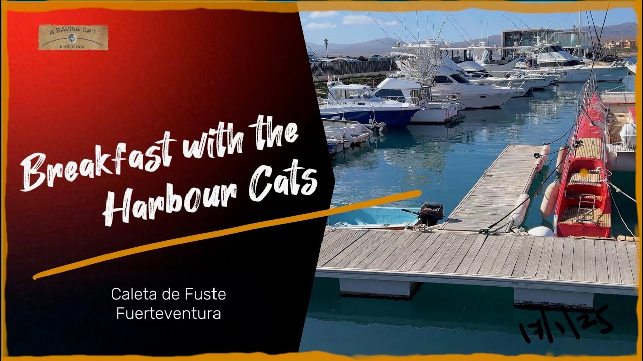 Breakfast for the Harbour Cats in Caleta de Fuste, Fuerteventura