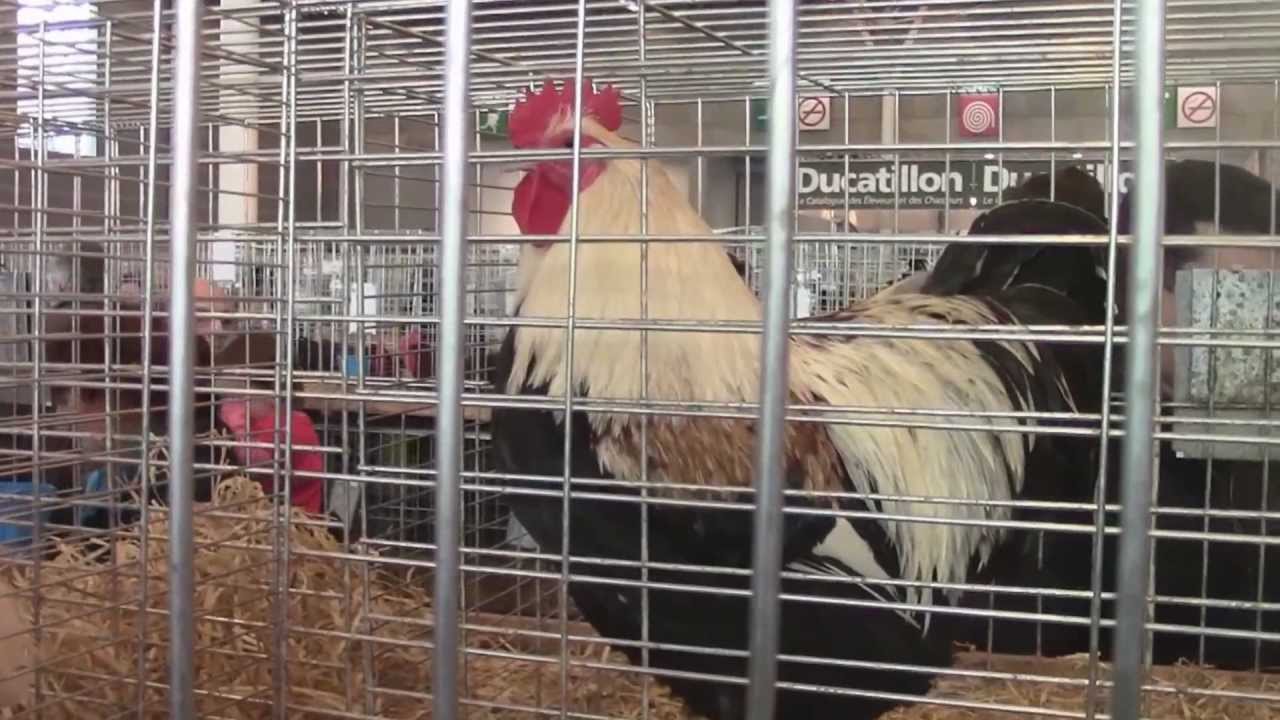 La poule la Meusienne au salon de l'agriculture 2013