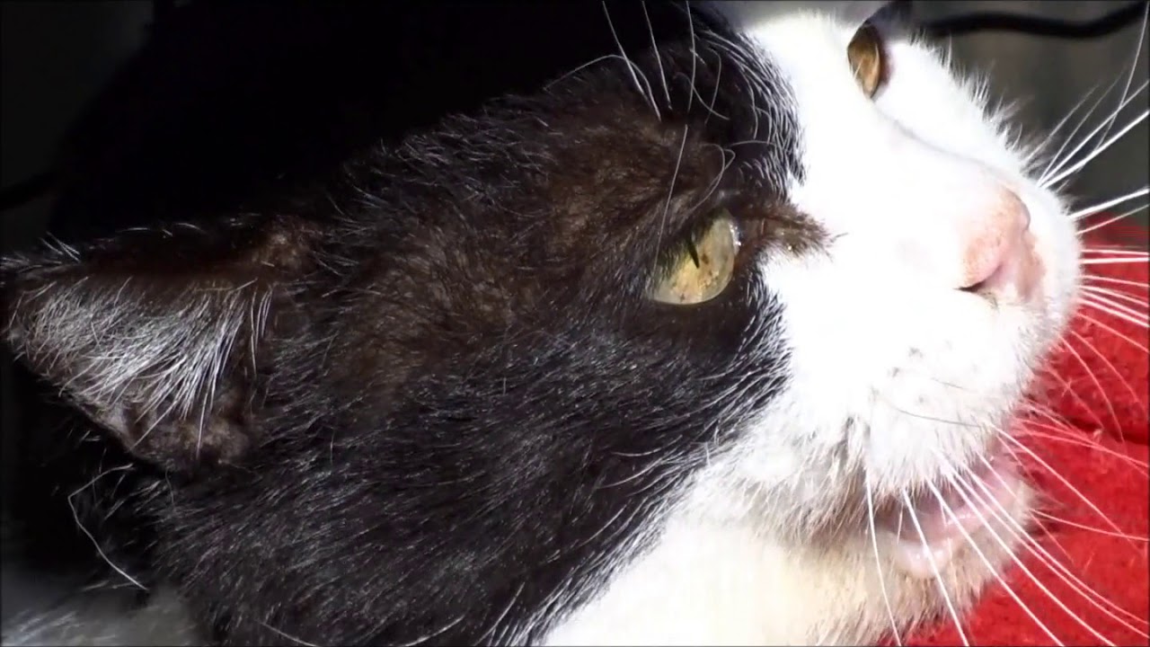 Gaspard Association du chat libre