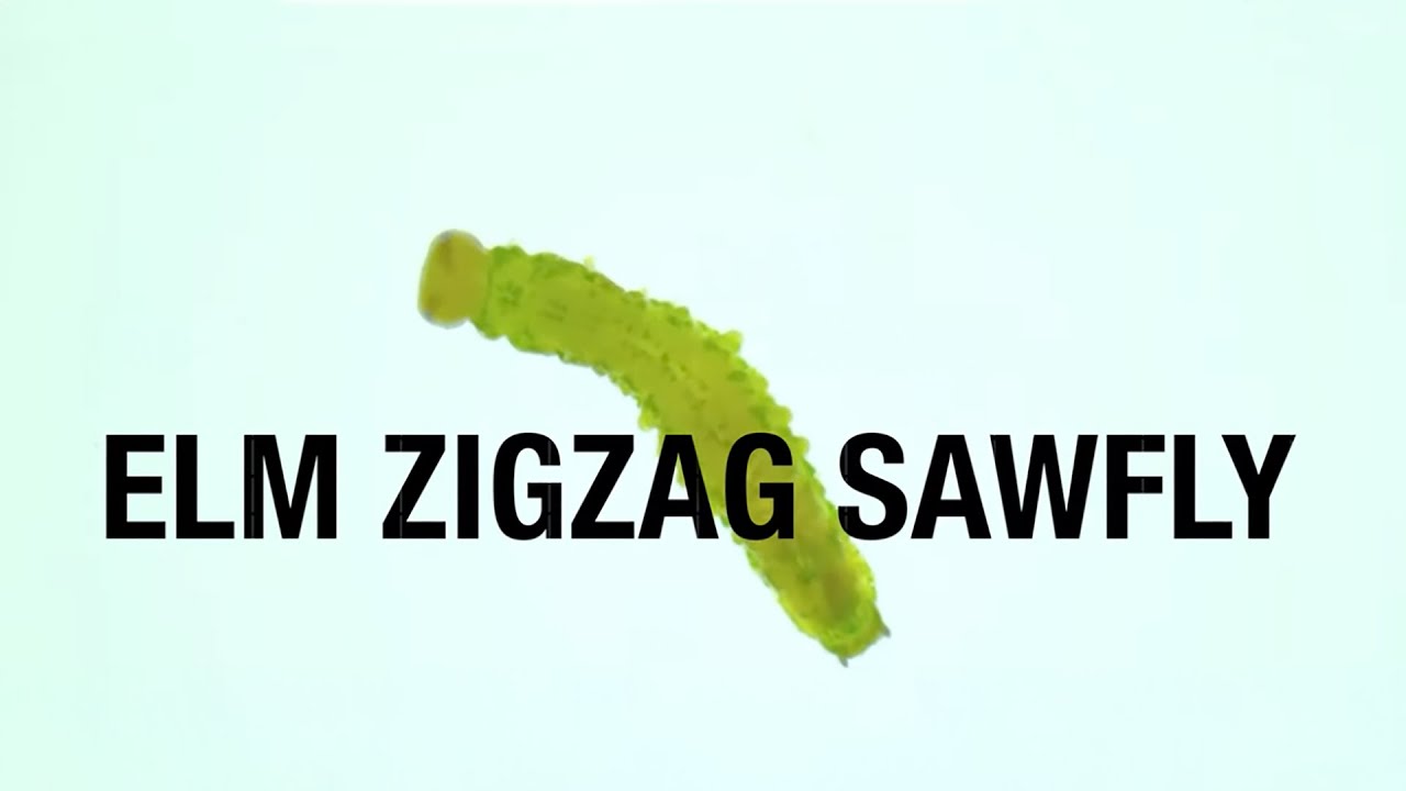 Elm Zigzag Sawfly