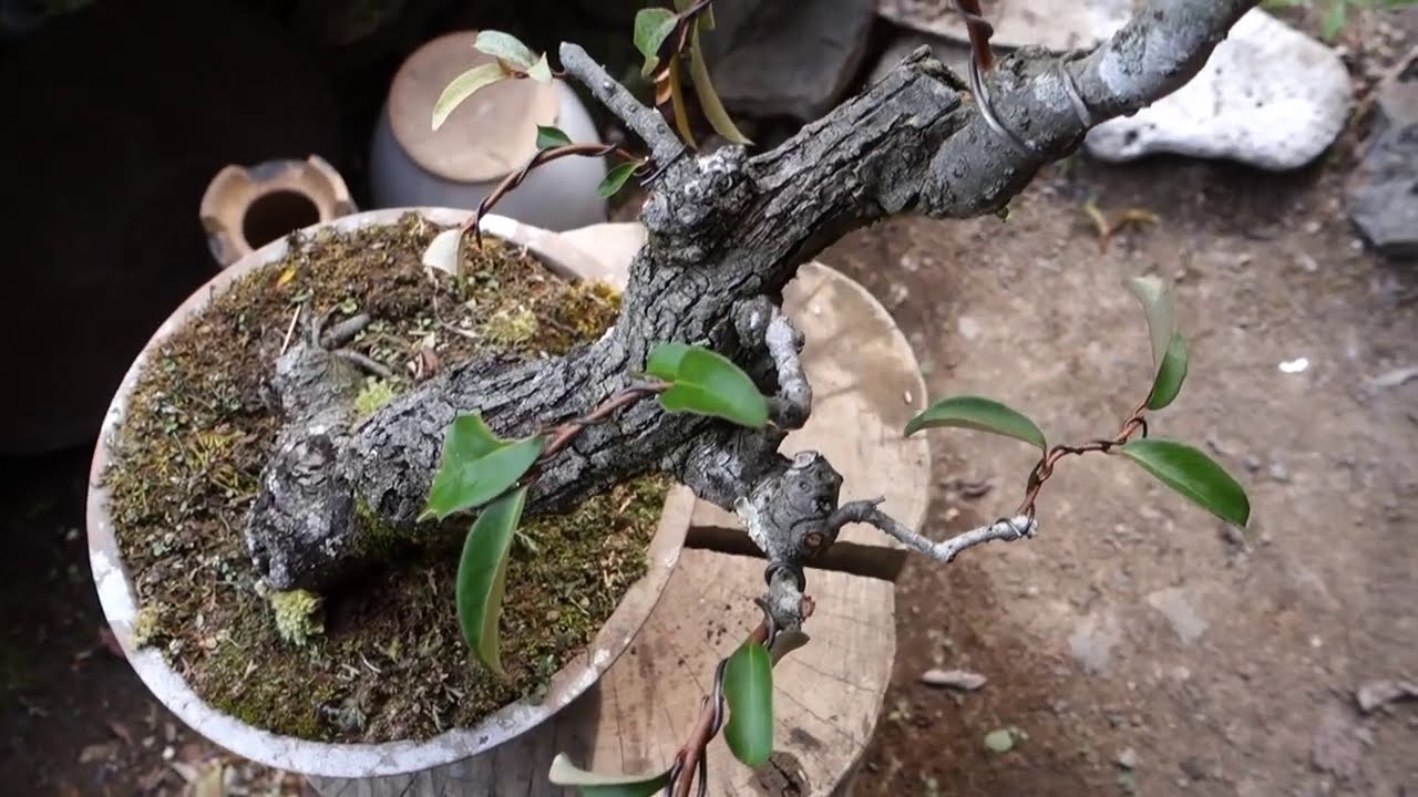 Bonsai diary　 ♯123「私が初めて山採りした素材で盆栽を始めた素材」