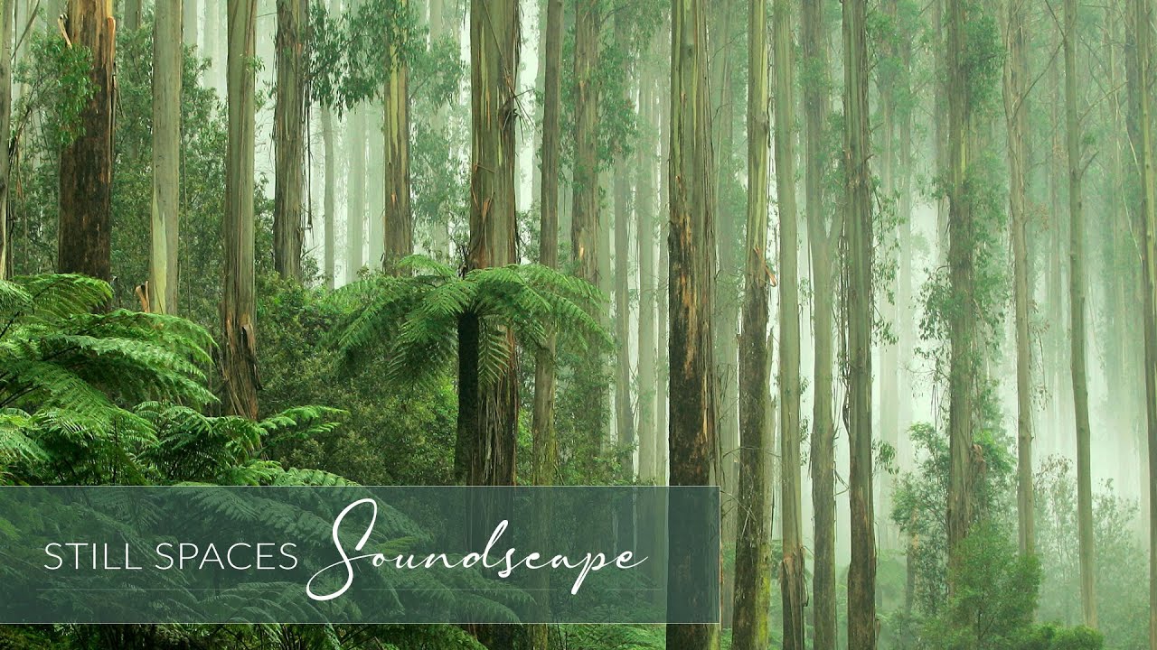 Still Forest Soundscape for Meditation and Deep Focus | 20 Min