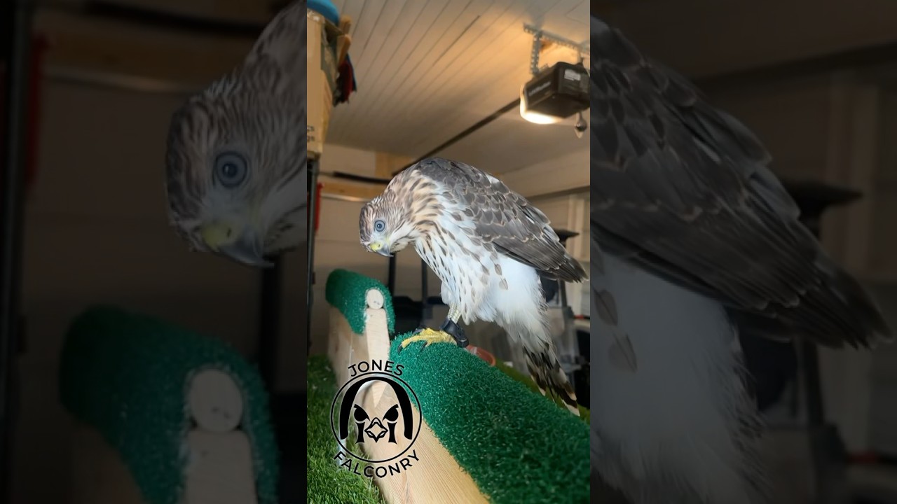 Big man loving his perch! #hotdogthecoopershawk