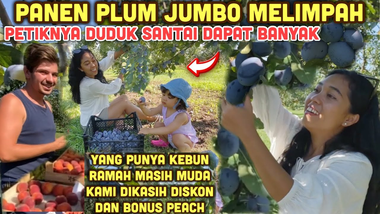 PANEN PLUM JUMBO MANIS JUICY POHONNYA PENDEK BUAH LEBAT LAGI LAGI PETIKNYA SANTAI SAMBIL DUDUK
