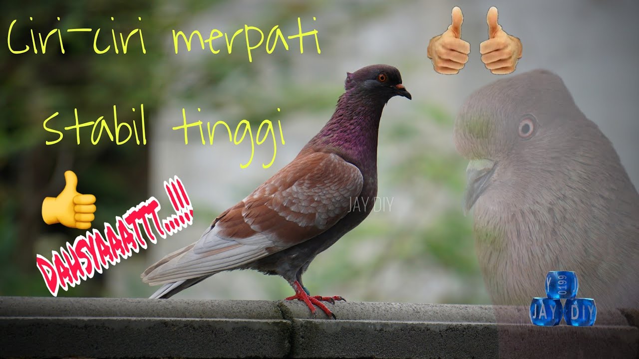Ciri-ciri Merpati Stabil Tinggi, penting mana Katuranggan vs Karakter??
