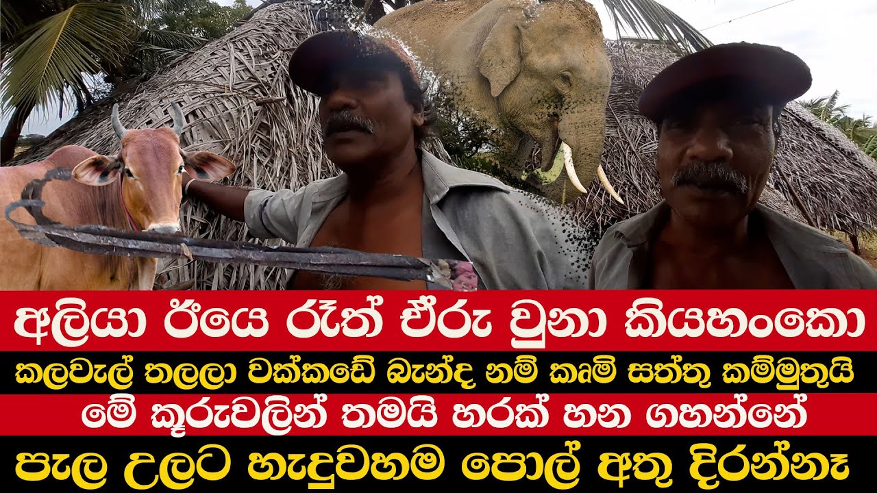 අලියා ඊයෙ රෑත් ඒරු වුනා කියහංකො | කලවැල් තලලා වක්කඩේ බැන්ද නම් කෘමි සත්තු කම්මුතුයි