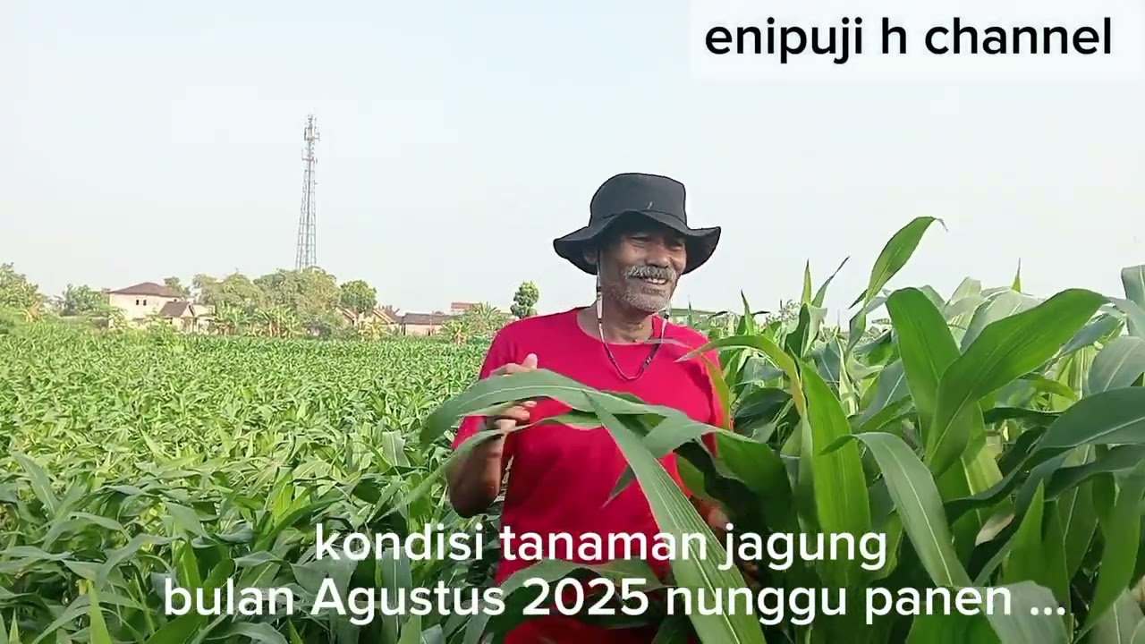 Ketahanan pangan indonesia dibidang pertania