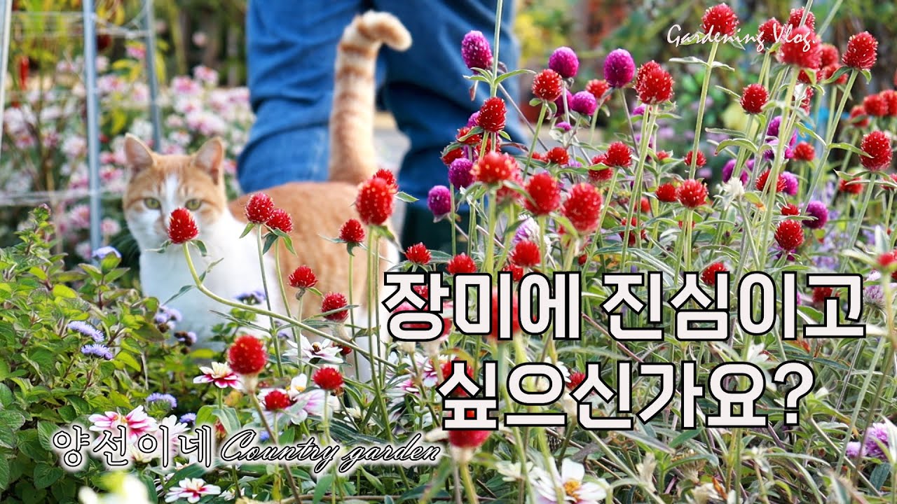 가을 가드닝, 장미와 작약을 심었다면 이렇게 한번 해보세요. (땅 만들기에 진심)