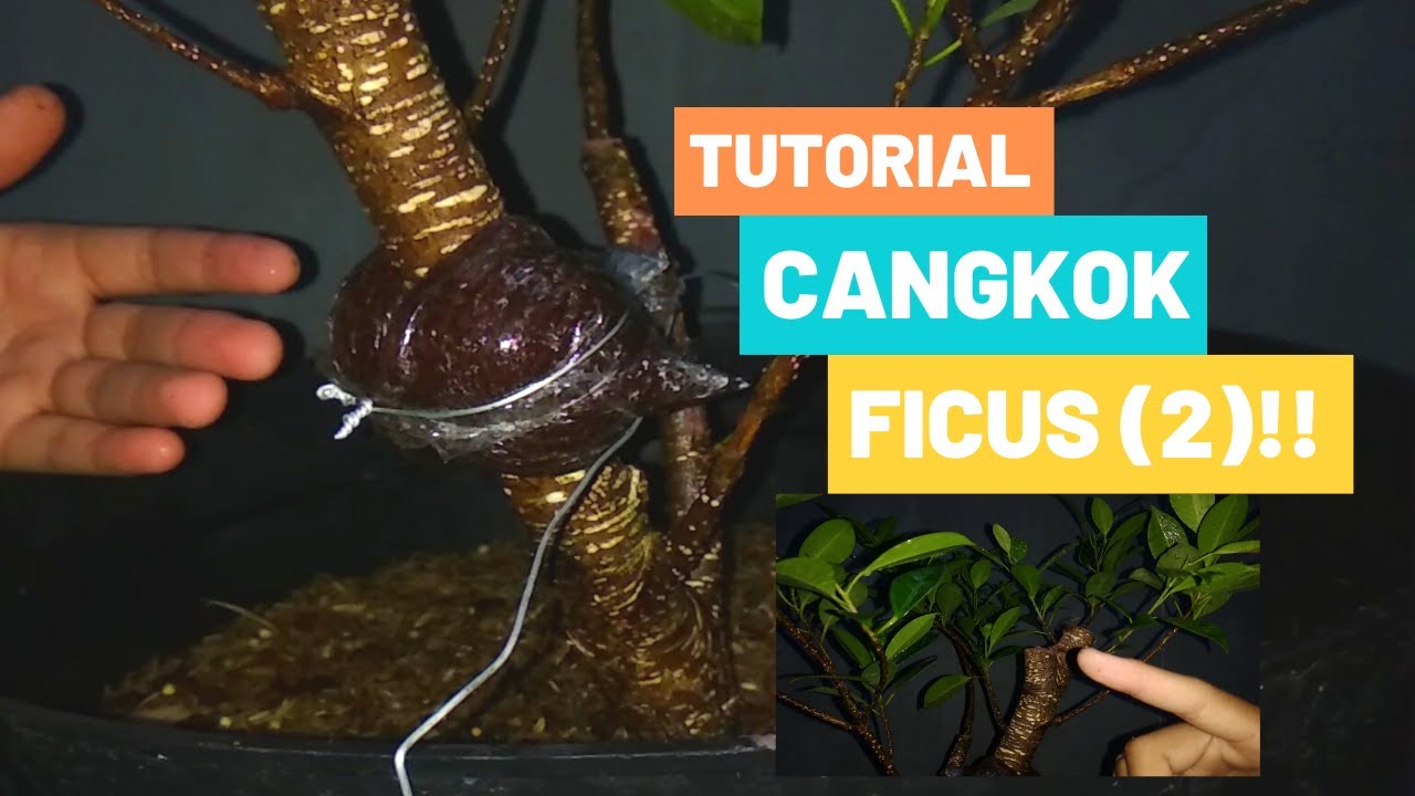 Cara Cangkok Kimeng Yang Benar Dan Mudah ⁉️ Modal 5k Dijual 25k ❗❗🤣