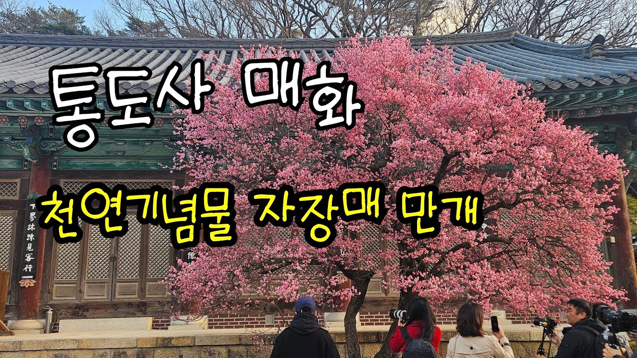 #통도사매화 자장매활짝 #2026년2월22일현재 천연기념물 자장매가 만개