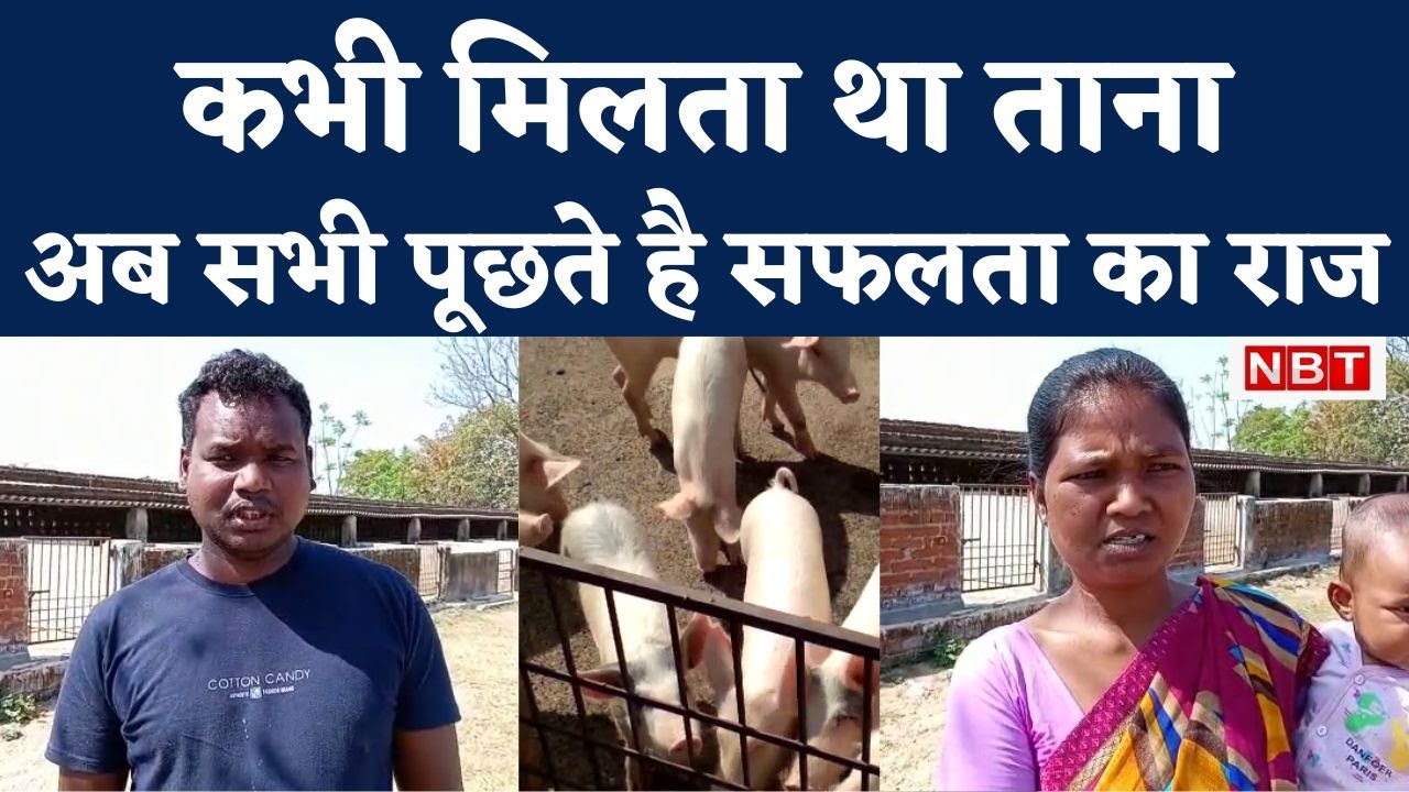 Success Story: Ranchi youth changed his fortune by rearing pigs, now earns lakhs