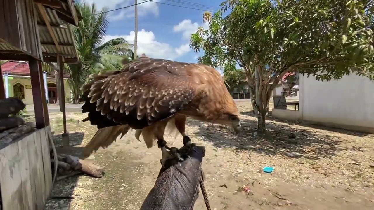 PARAHHH!!!!training elang bondol(GERY)🦅di pinggir jalan raya#brahminykitesoaring#eaglesoaring