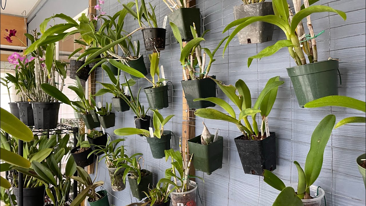 Winter is Coming!  Moving 200+ Orchids Indoor