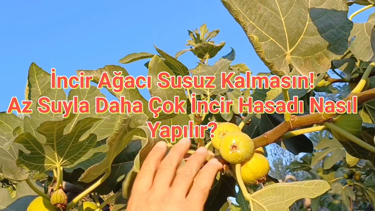 İNCİR SULANIR MI? #köy #bahçe #tarım #doğal #incir #meyve