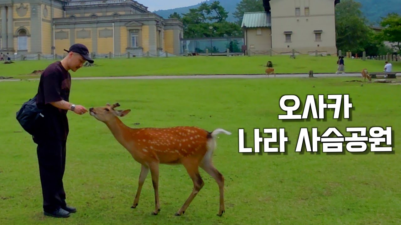 오사카 나라 사슴공원