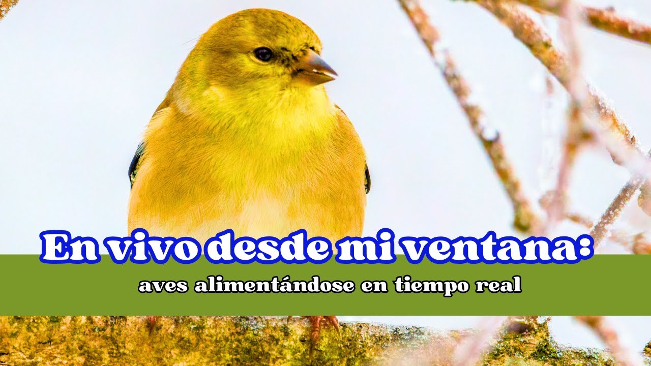 En vivo desde mi ventana: aves alimentándose en tiempo real, #aves #envivo #naturaleza