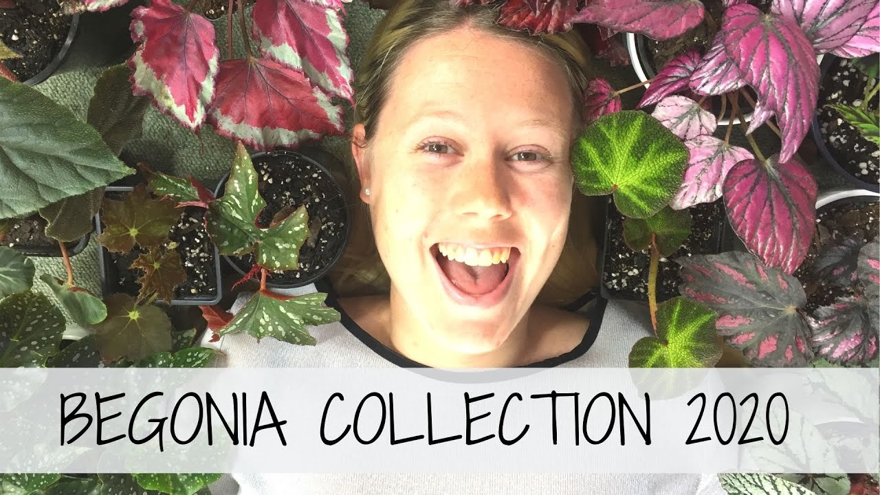My ENTIRE Begonia Collection 2020 🌱 Unboxing Haul