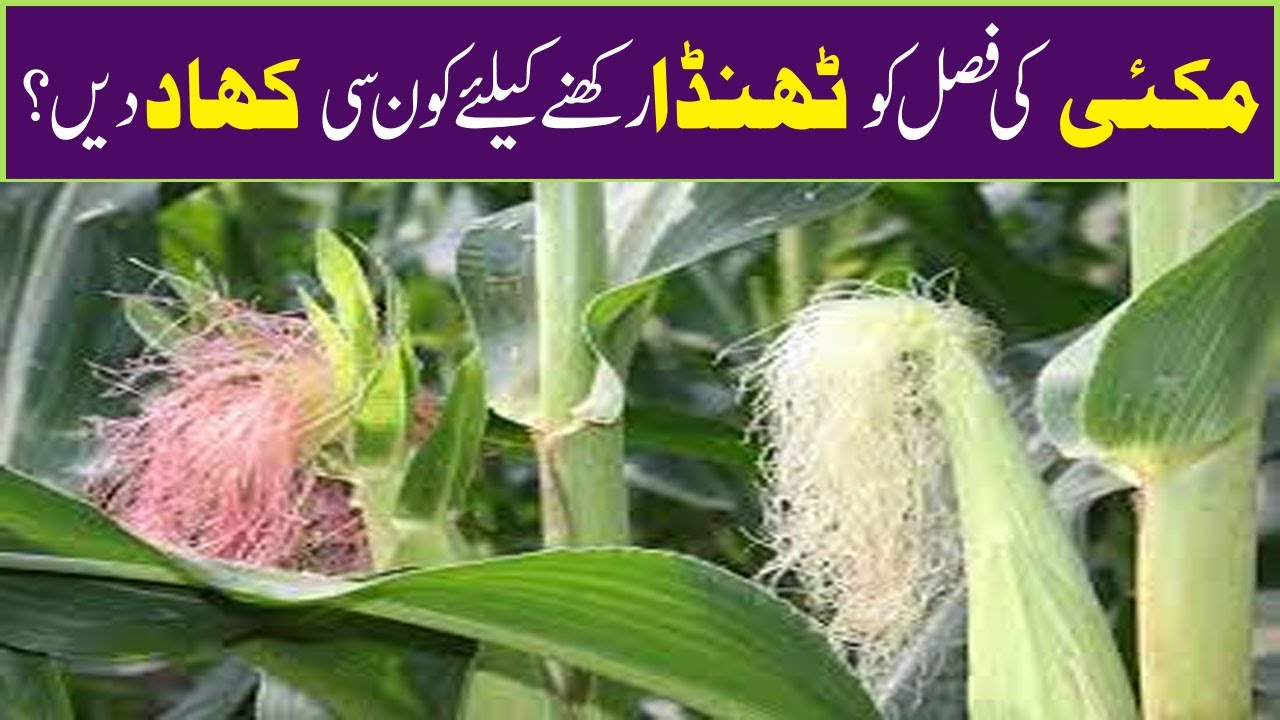 Pollination time in maize crop | What is the process of crop pollination? | Modern Crop Farming