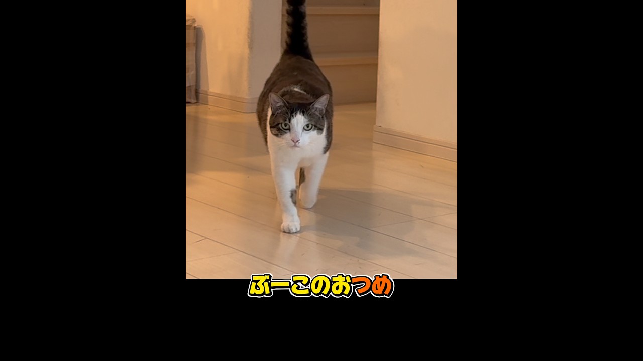 【2026年初新曲】ちゃかちゃかちゃんちゃんちゃん🐾 