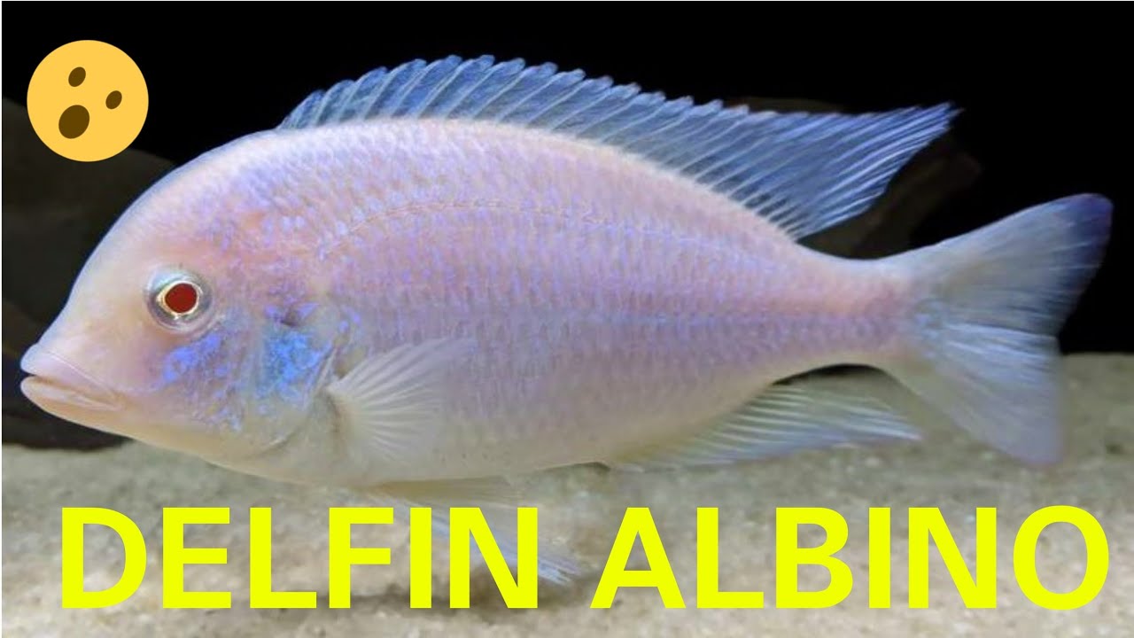 LA MANERA CORRECTA DE CUIDAR AL EXOTICO PEZ DELFIN ALBINO DEL MALAWI (CYRTOCARA MOORII)