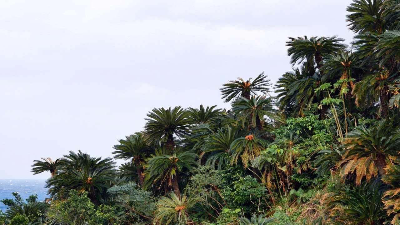 Леса саговых пальм (Cycas revoluta) на островах Амами, Япония.