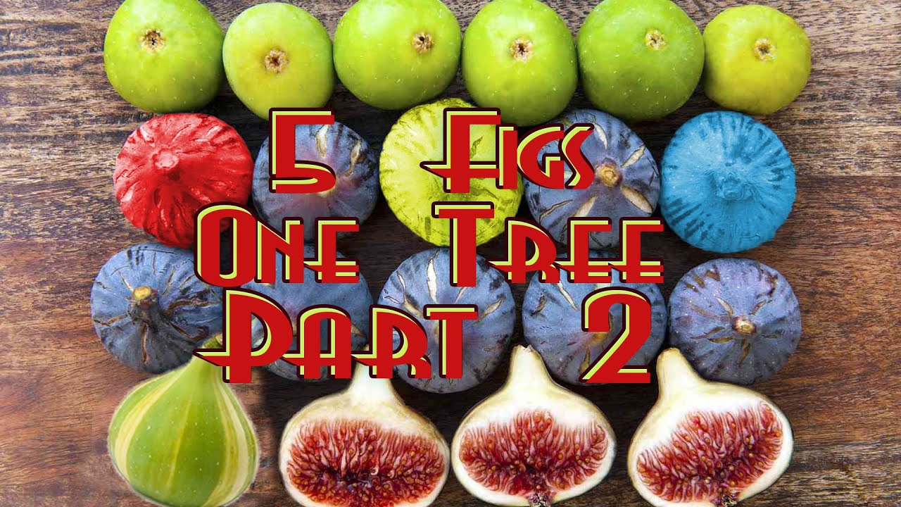 Part 2 - THE RESULTS!! Amaze your friends! 5 different figs growing on one small fig tree!
