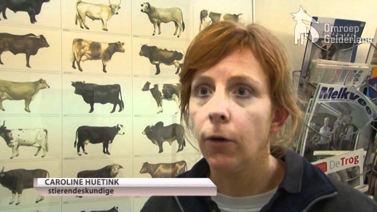 'Stier wilde kudde beschermen'