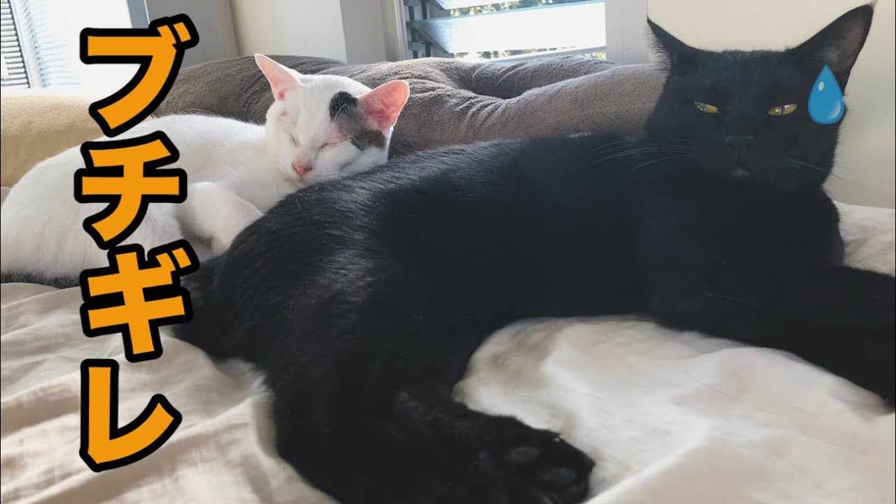 【10万円】猫が高級羽毛布団におしっこをしてブチ切れた結果