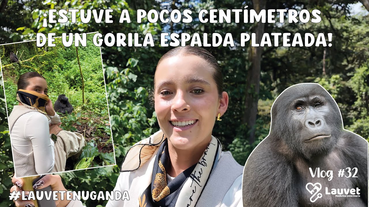 Así es el Trekking Para Ver Gorilas de Montaña en Uganda | TODO lo que Debes Saber - Lauvet
