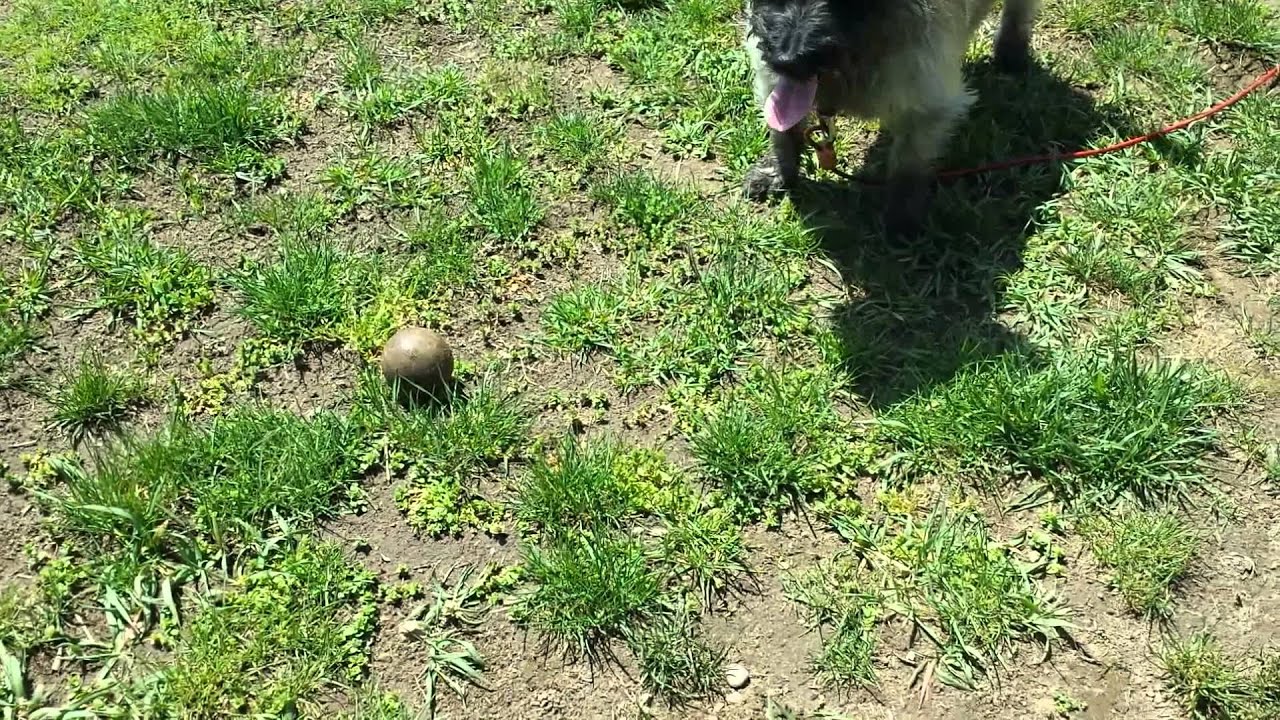Dog Kicks Ball