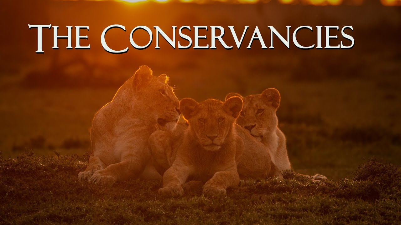 The Conservancies  - Olare Motorogi, Ol Kinyei, and Naboisho - Kenya