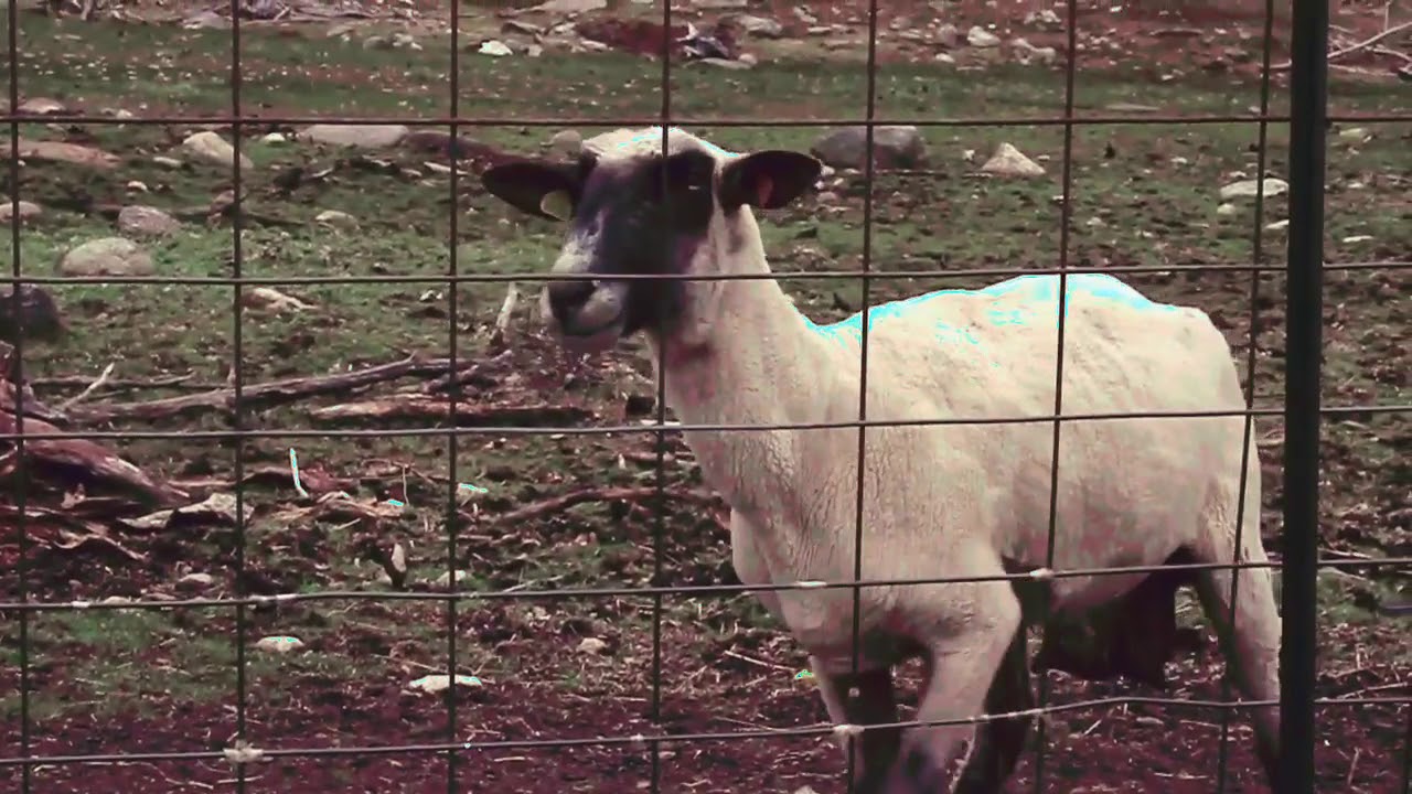 The screaming sheep but it's chewbacca