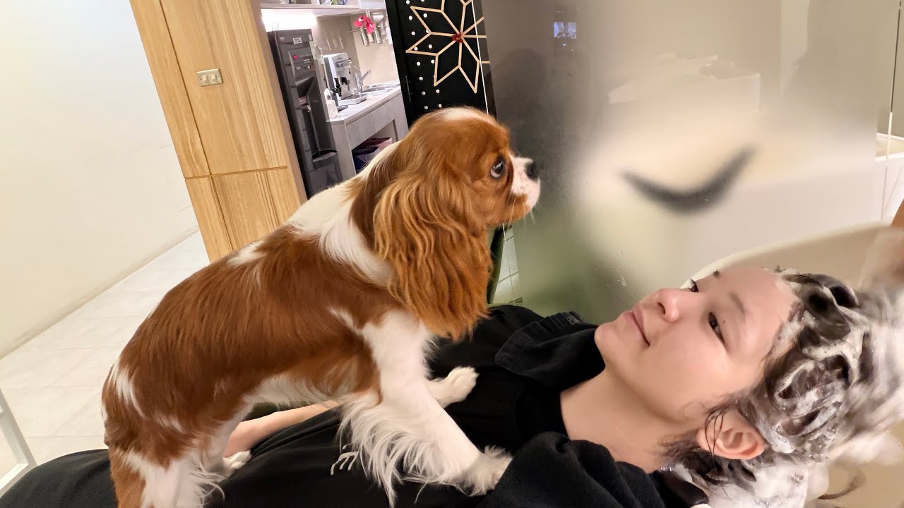 Cavalier King Charles Spaniel香香/媽咪整理頭髮，香香專心守護🐶✨
