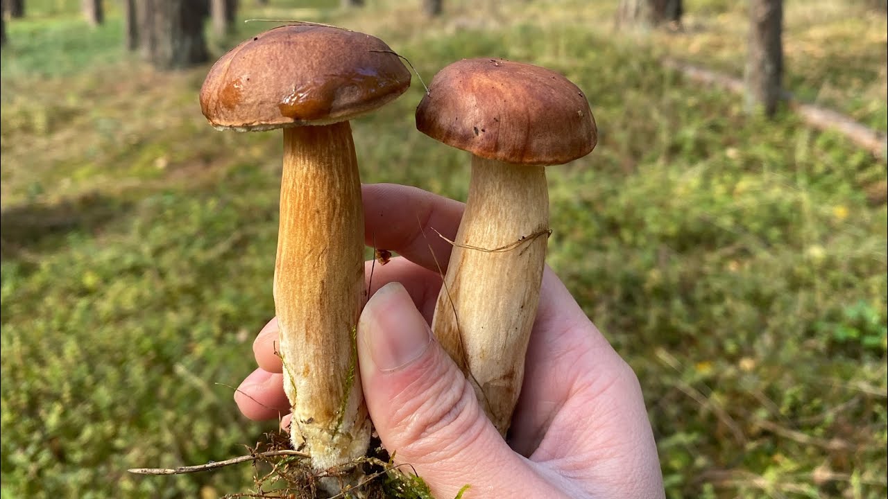 Đi Hái Nấm Trong Rừng Ở Đức  🇩🇪 🍄‍🟫 ( Der Maronenröhrling sammeln) 