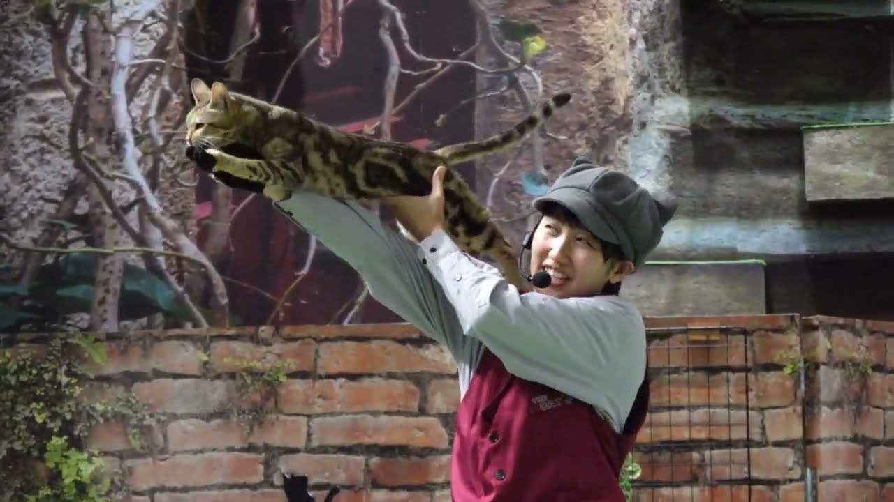 なかなか見れない猫によるショー ザ・キャッツ　那須どうぶつ王国にて　2025年9月5日