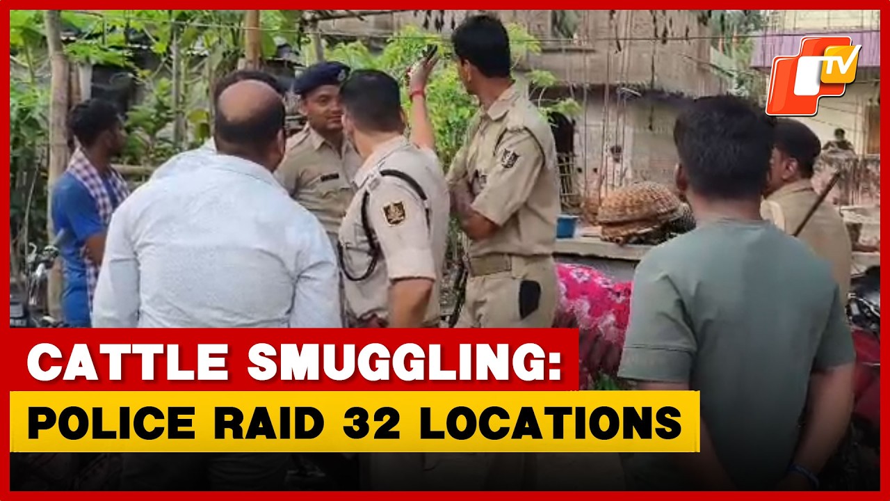Cattle Smuggling: Police Raid 32 Locations Across Odisha, Seize Huge Cash And Gold
