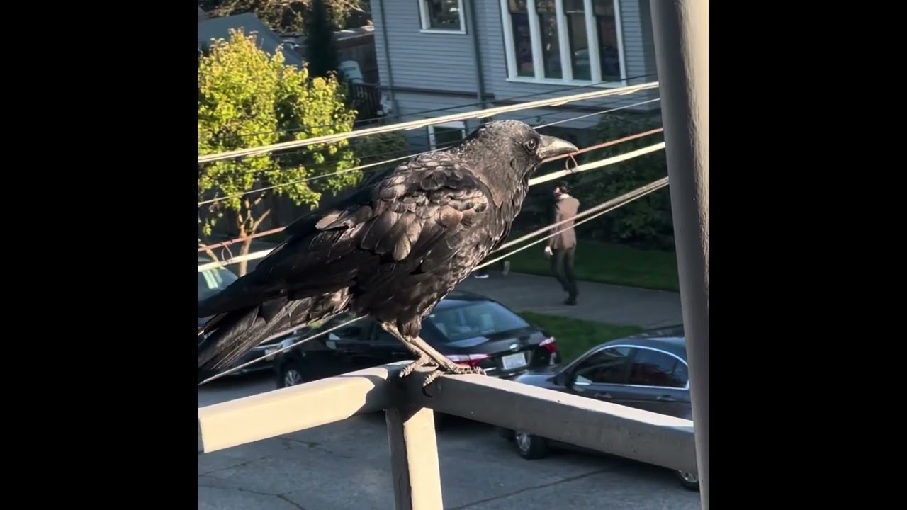 Crow Content 14