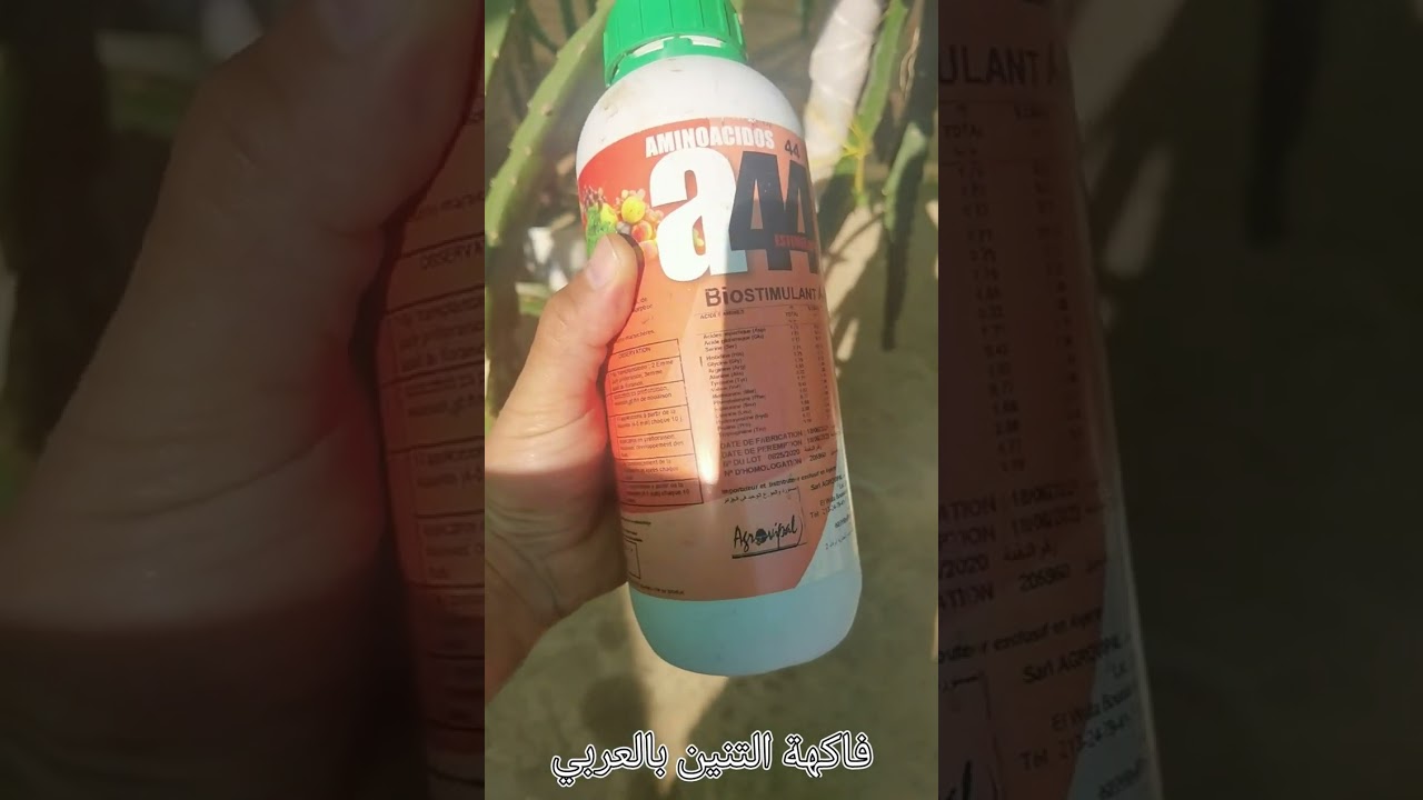 تذكير ببعض الإجراءات الواجب اتخاذها مع دخول فصل الشتاء لنبات فاكهة التنين.
