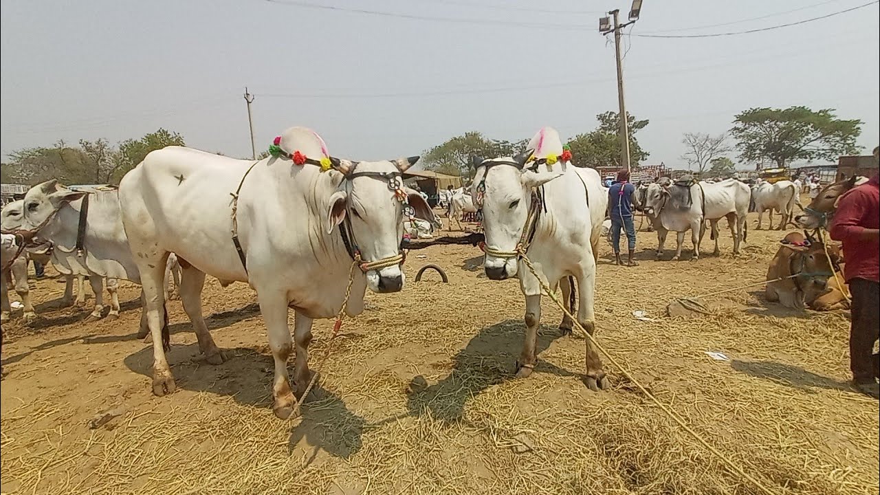 Pebbair Cow Market Today 🐄 | పెబ్బేరు సంతలో ఆవుల బేరం | Cow Prices & Farmers Bargain | Mana Pebbair
