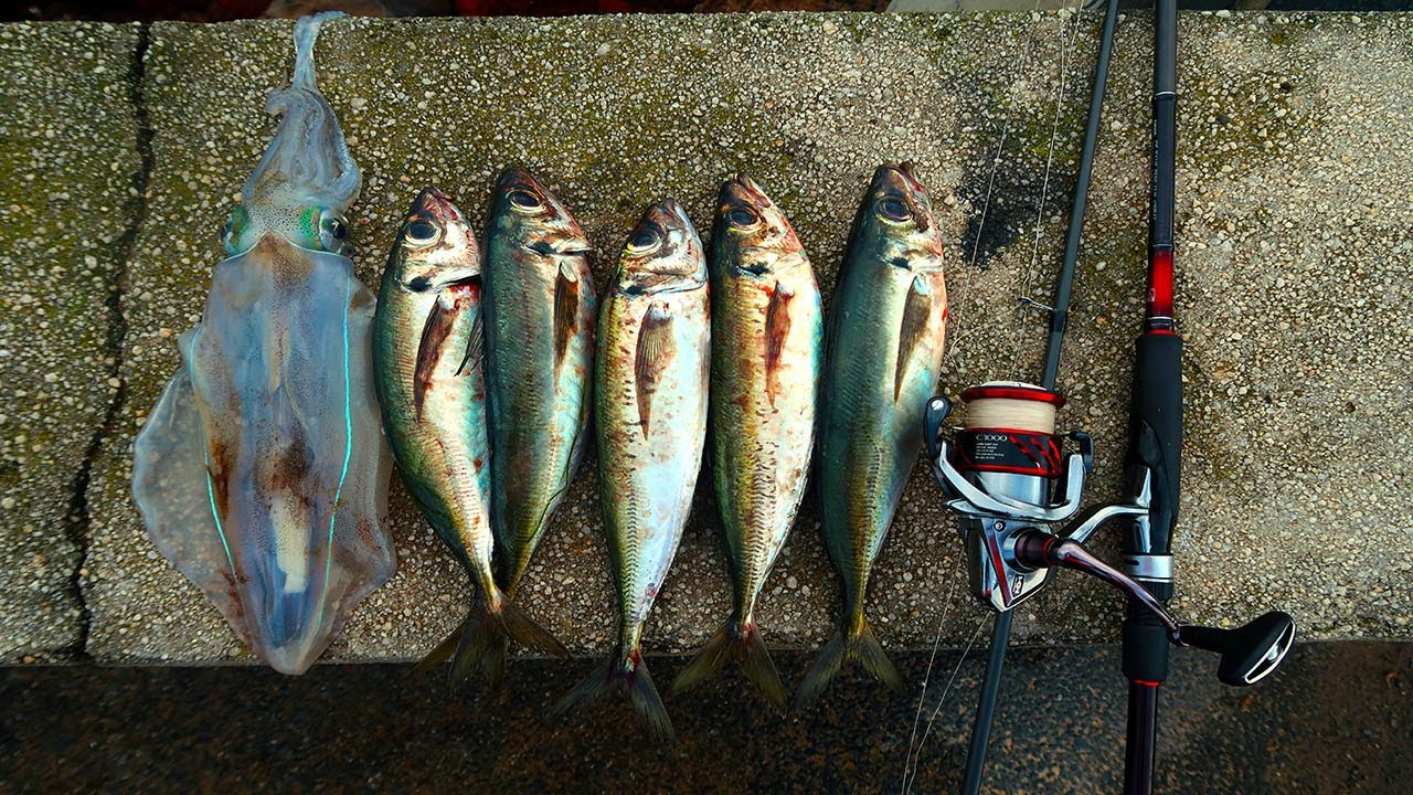 Squid, Mackerel, Whiting | Multi-Species Jetty Fishing
