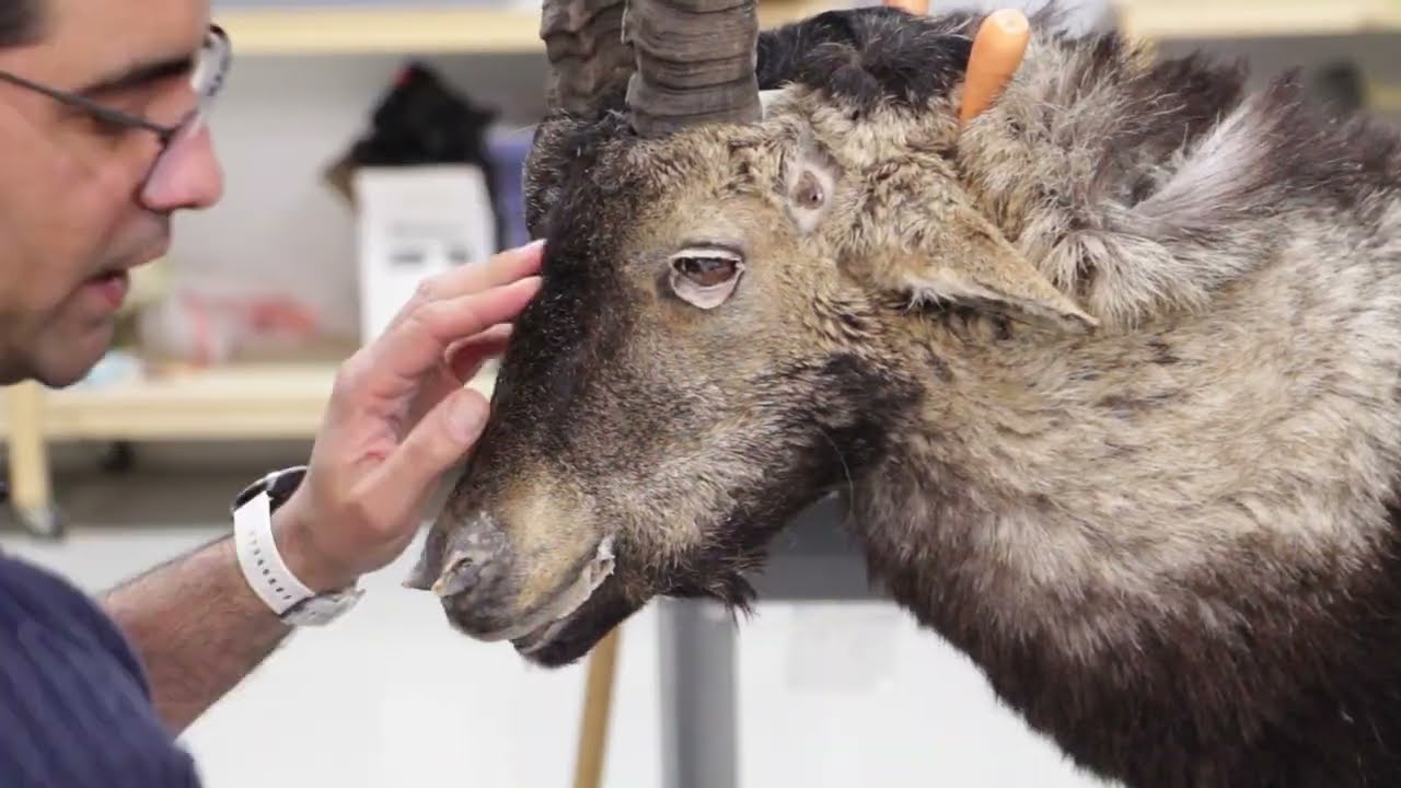Spanish Ibex . Time lapse entertainment. Art of Taxidermy