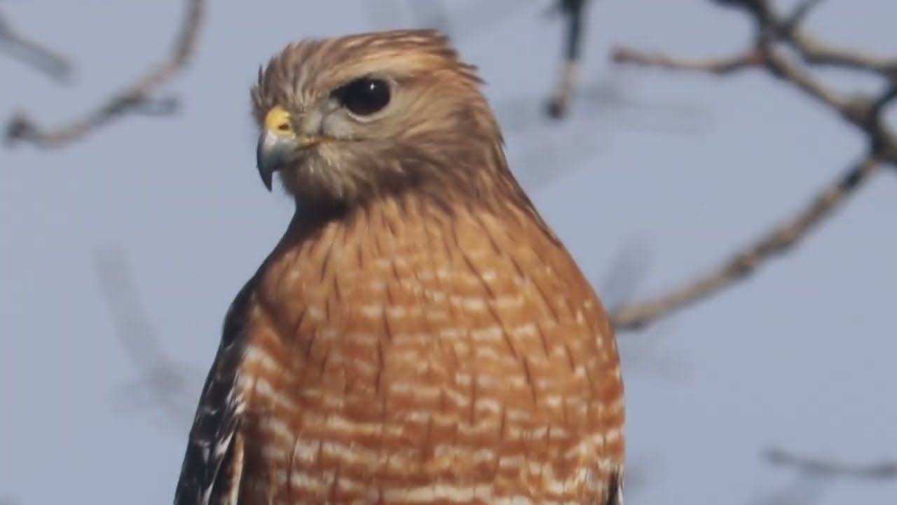 Buteo lineatus (red-shouldered hawk)