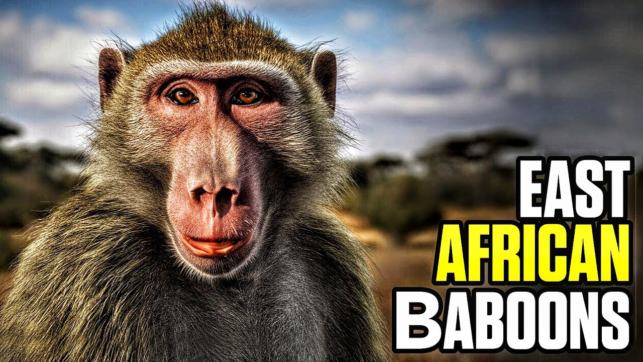 The Incredible Lives of East African Baboons