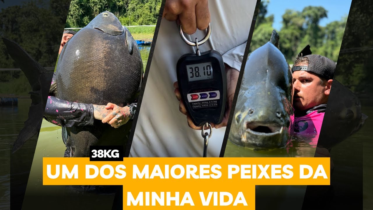 PESCARIA TANCÃO DO MAEDA/ PEIXE GIGANTE/ TAMBACU 38KG