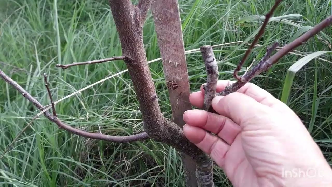 Poda de formação dos pés de ameixa!🌿🌿🌿