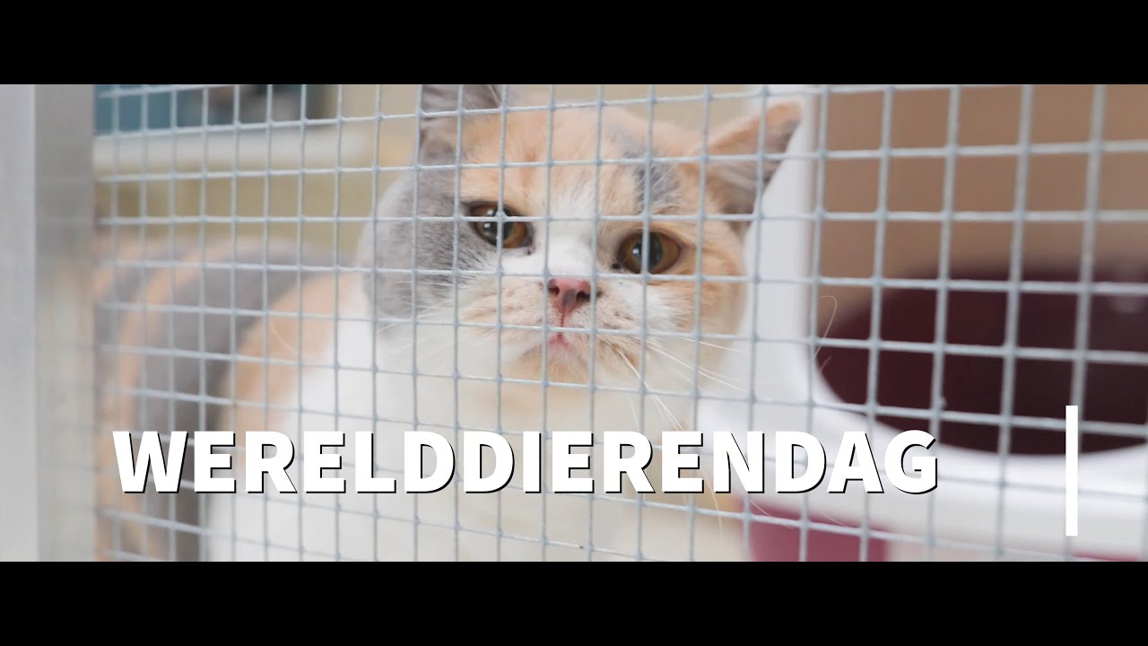 Werelddierendag