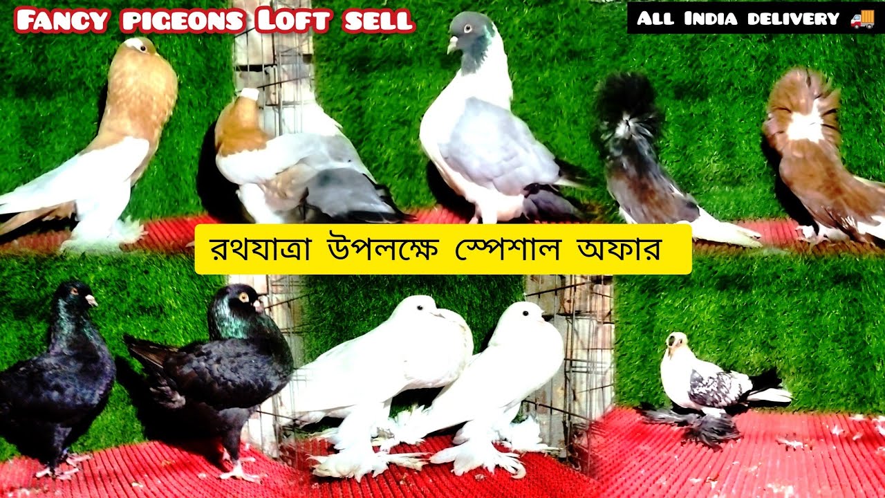 Fancy pigeons Loft sell all India delivery রথযাত্রা উপলক্ষে স্পেশাল অফার #smanimalscare99