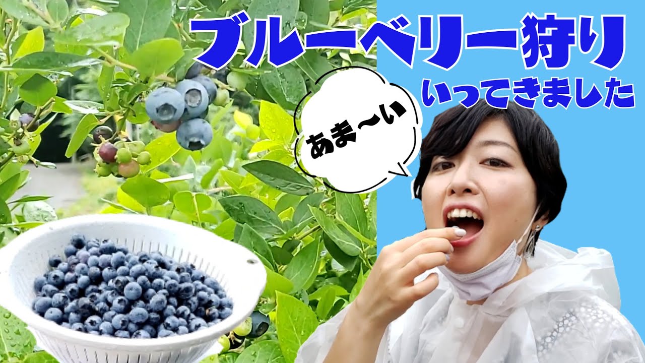 【千葉おでかけ】採れたての甘～いブルーベリーは格別！ブルーベリー狩りに行ってきました♪【ひろみずチャンネル＃16】