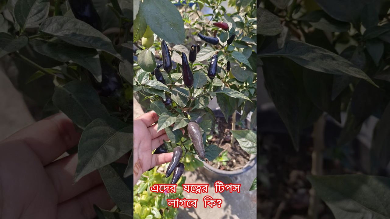 এদের যত্নের টিপস লাগবে কি? 